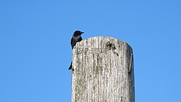 鳥,藍色,天空