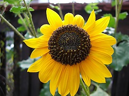 太陽(yáng)花,花,開(kāi)花