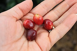 手,咖啡,糧食