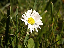 花,性質(zhì),開花
