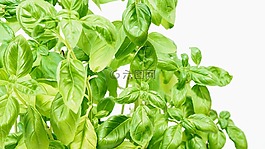 羅勒,香料,意大利語