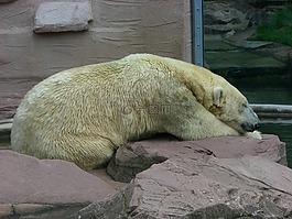 白熊,熊,動(dòng)物園