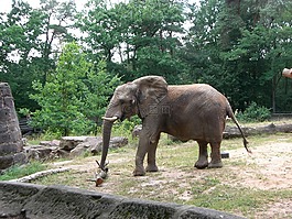 象,動(dòng)物,野生動(dòng)物園
