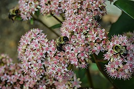 蜜蜂,植物,野生