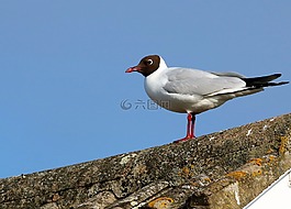 海鷗,鳥,自然