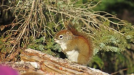 松鼠,冬天,動物