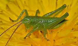蝗蟲,性質(zhì),年輕