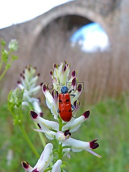 斑蝥 quadripunctata,瓢虫,甲壳虫 meloideo
