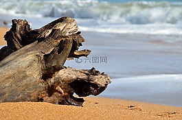 漂流木,海灘,海洋