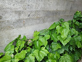 混凝土,墻,常春藤