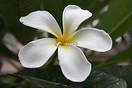 詳細(xì)信息,花,雞蛋花