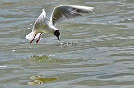 鷗,飛性質,鳥