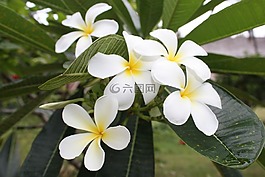 詳細(xì)信息,花,雞蛋花