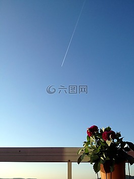 花卉,夏天,藍色的天空