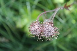 鮮花,滴,雨