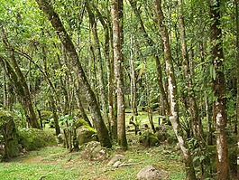 森林,樹(shù)木,性質(zhì)