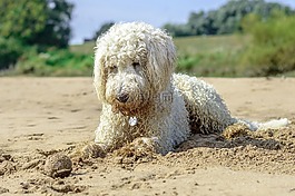 黃金貴賓犬,海灘,球