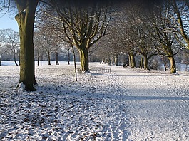 雪,公園,樹
