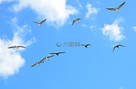 海鷗,飛行,鷗