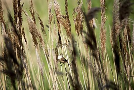 鳥(niǎo),蘆葦,野生動(dòng)物