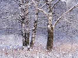 冬季,雪,樹