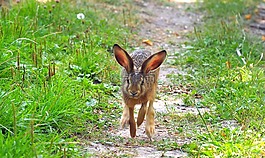 動物,性質(zhì),活