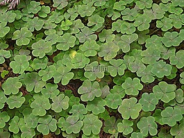 三葉草,植物,葉子