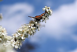 昆蟲,性質(zhì),活