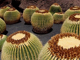 仙人掌,蘭薩羅特島,schwiegermuttersitz