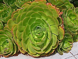 多汁,植物,绿色