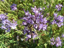 矢車(chē)菊,紫,開(kāi)花
