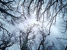 樹,天空,分支機(jī)構(gòu)