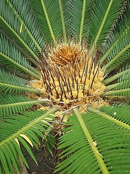 帕爾馬,植物,葉