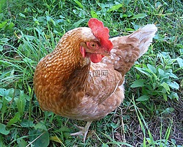 雞,母雞,鳥
