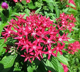 紅pentas,鮮花,盛開(kāi)