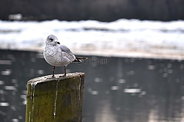 鳥,冰,河