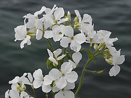 鮮花,春,白