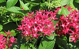 這次,粉紅色,水華
