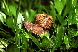 蝸牛,動物,性質(zhì)