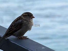 麻雀,水,野生動物攝影
