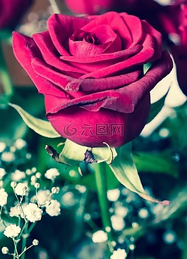 花,玫瑰,性質(zhì)