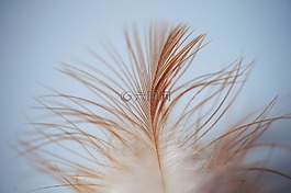羽毛,葉子,鳥
