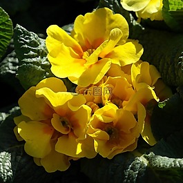 報春花,黃色,花