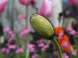 雌蕊,芽,花瓣
