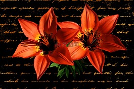 百合,紅色,花