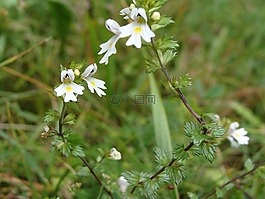 smetljika,草藥,花