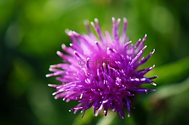 花,紫羅蘭色,花瓣