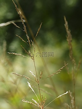 草,草甸,特寫