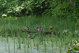 北京鴨,野鴨,鳥