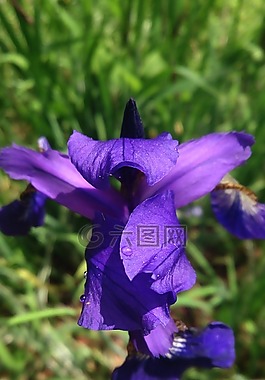 花,植物,宏